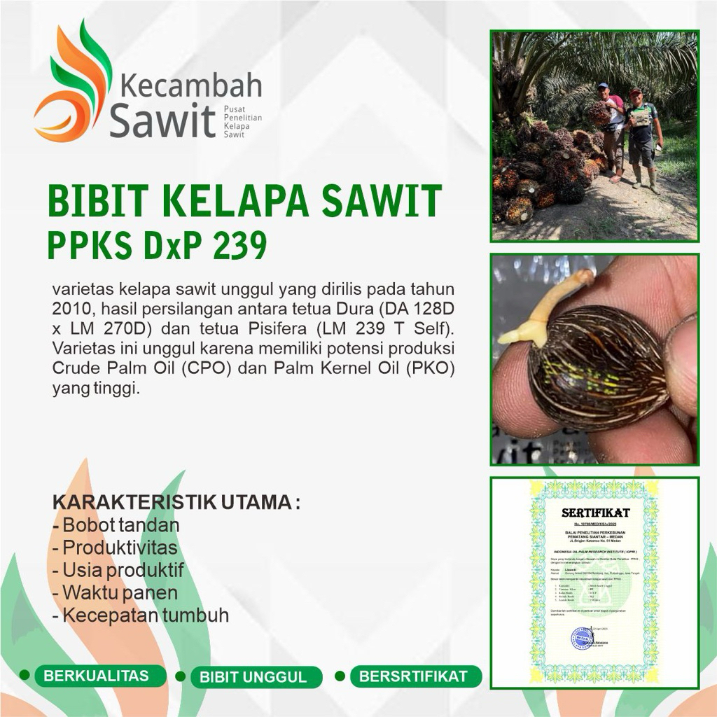 BIBIT KECAMBAH KELAPA SAWIT PPKS DxP 239