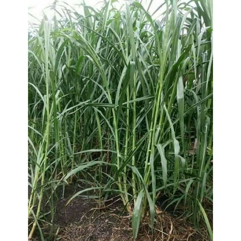 Bibit Rumput Pakchong