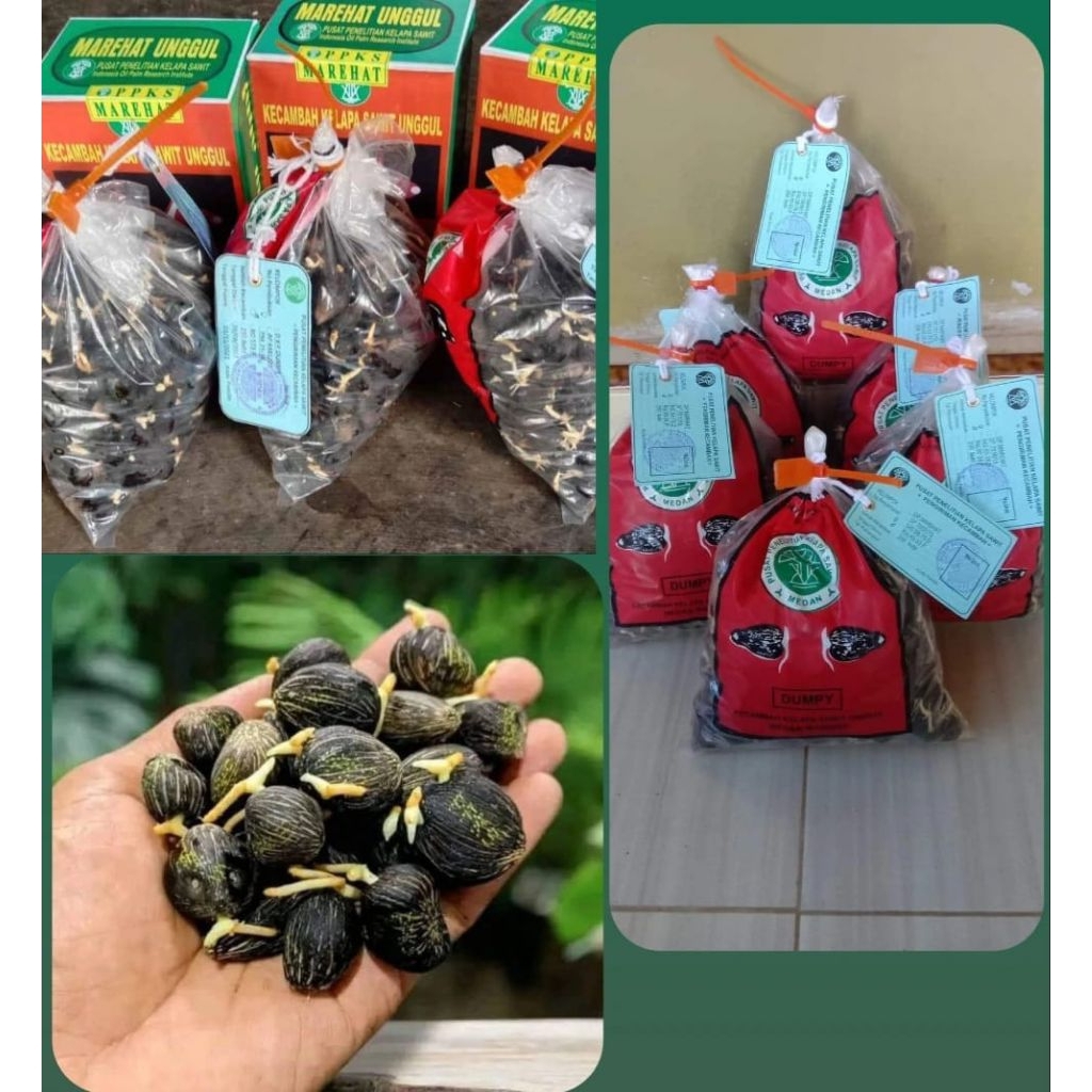 BENIH KECAMBAH SAWIT MARIHAT DUMPY ASLI UNGGUL