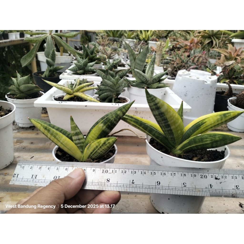 sansevieria hybrid 'marsha anjani' variegata