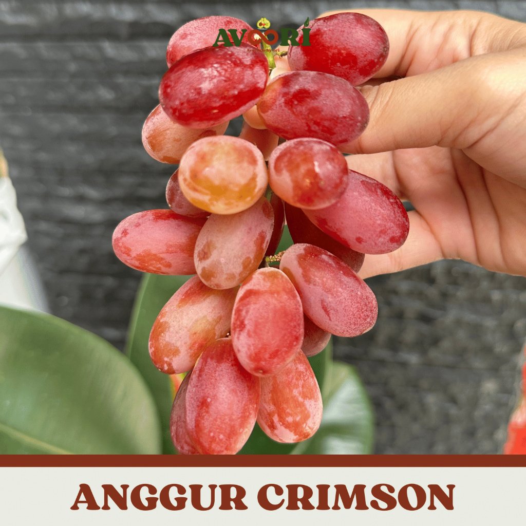ANGGUR CRIMSON by AVOORI | Anggur tanpa biji dan manis