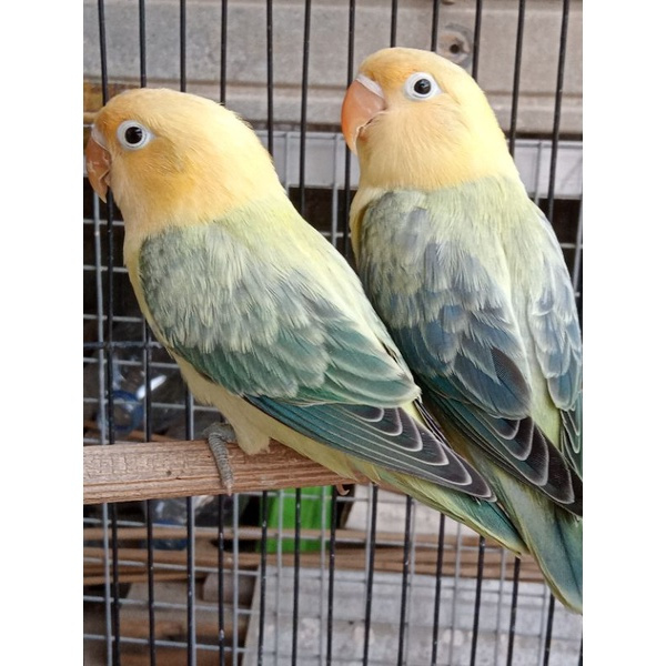 Burung Lovebird Biola Euwing Parblue