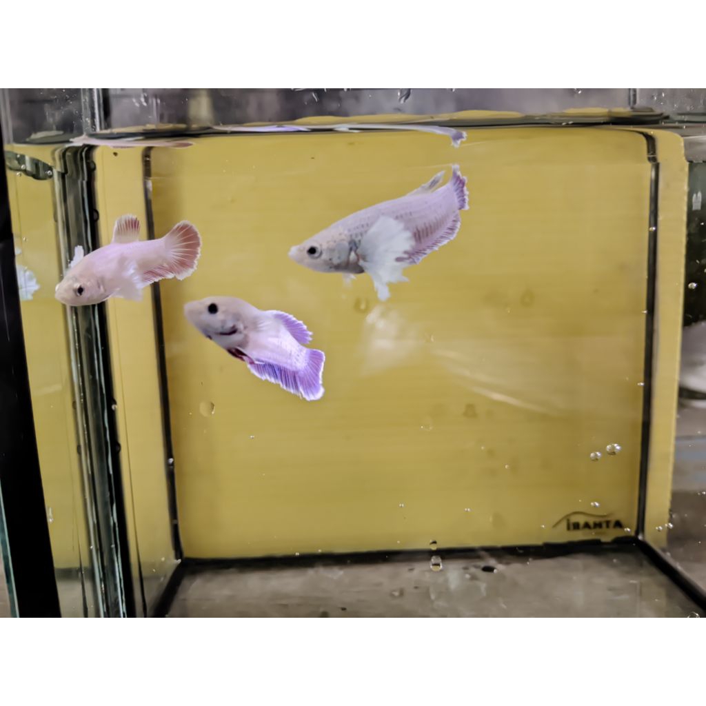 Hiasan Aquarium Betina Ikan Cupang Dumbo Ear Pink Shimerr