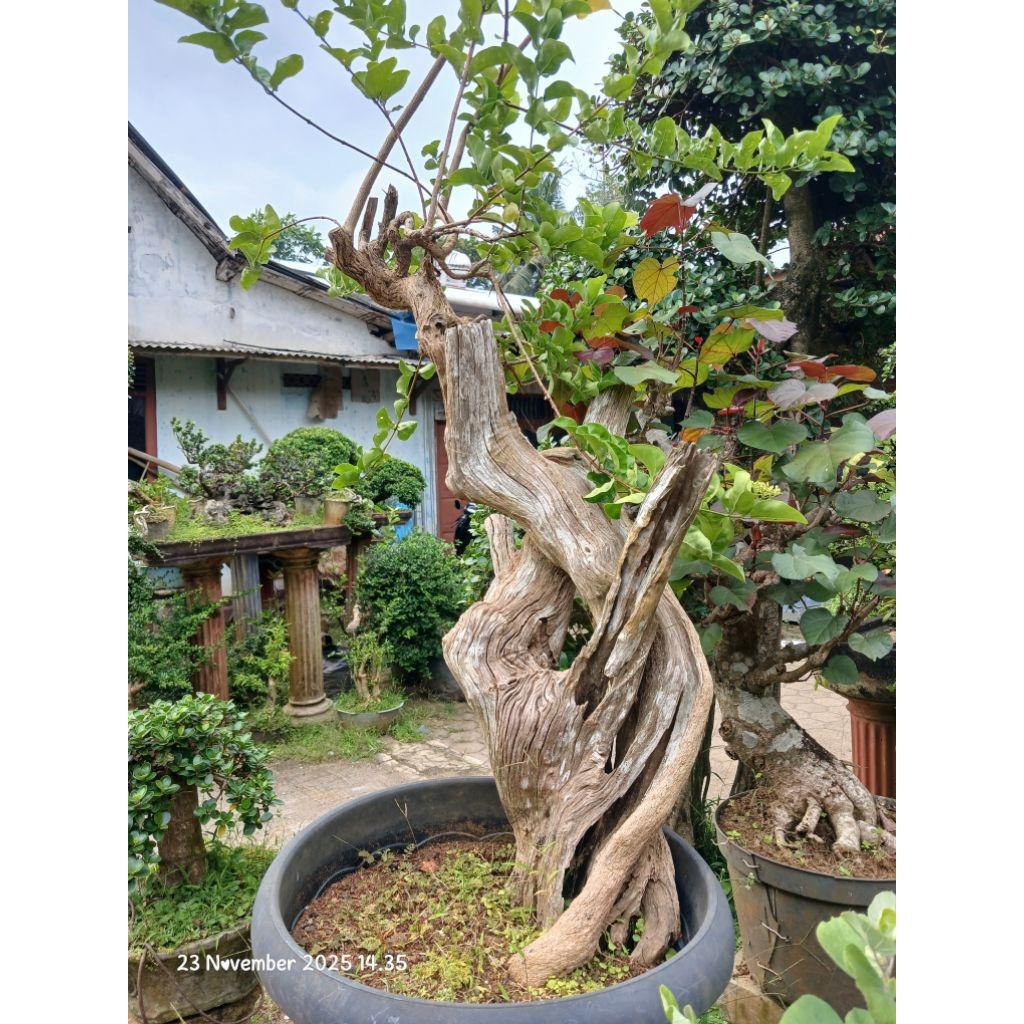 bahan bonsai wahong keringan jumbo unik berkarakter