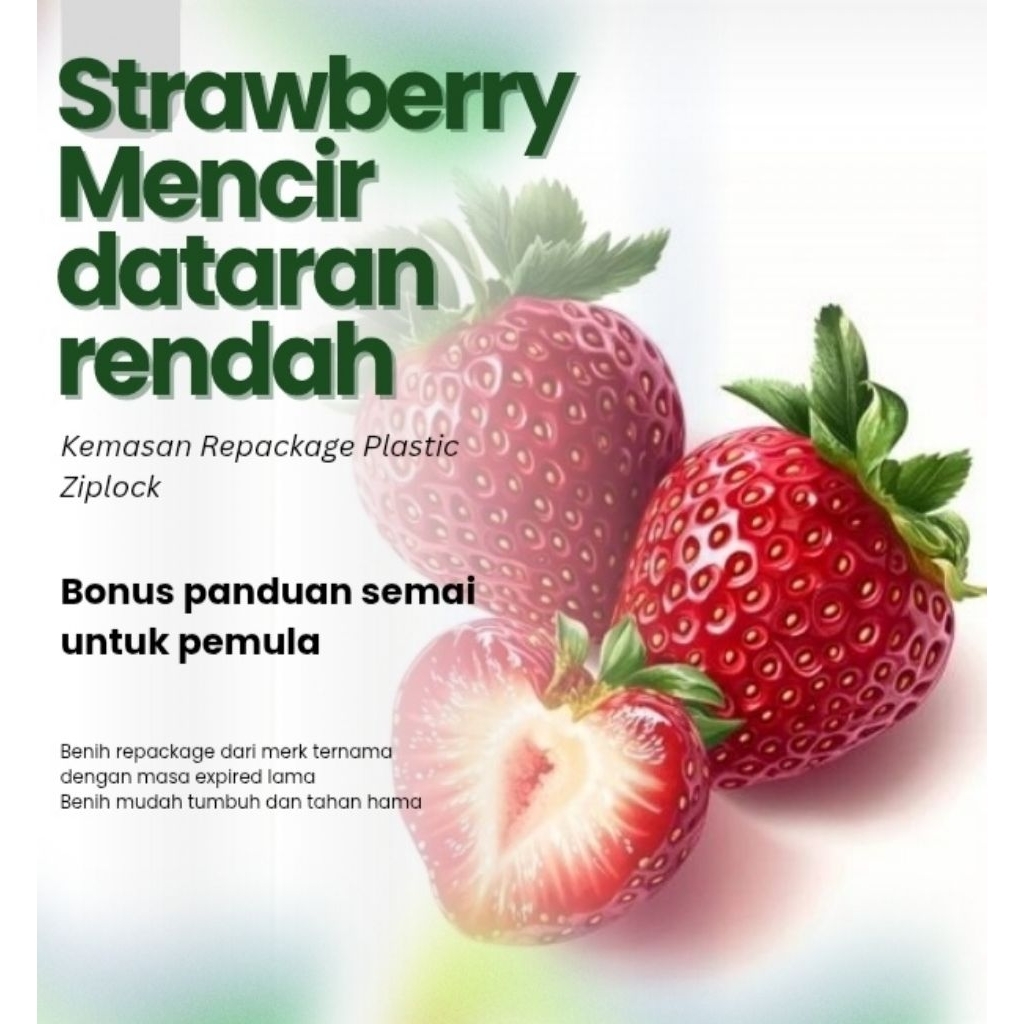 Benih Buah Strawberry Mencir Dataran Rendah Unggul