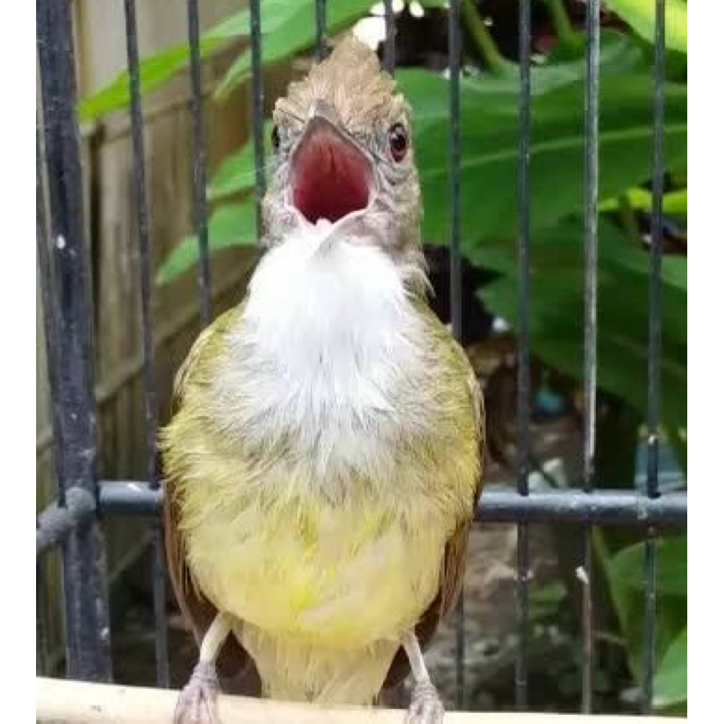 Cucak Jenggot Jawa Gacor Dorr Owor Owor