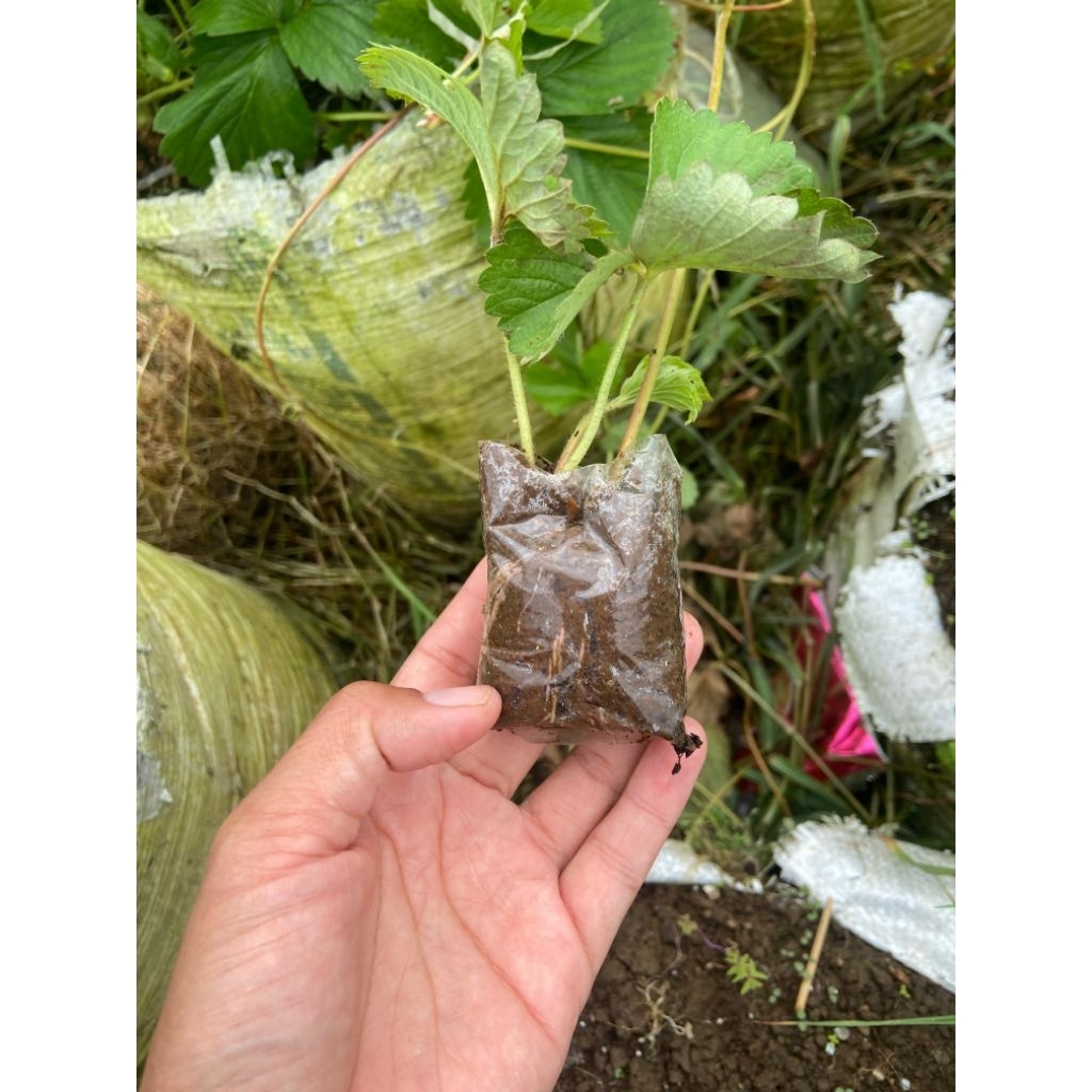 bibit stroberi mencir buah besar jumbo dan manis