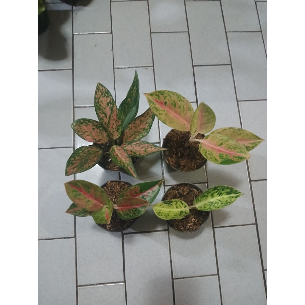 Aglaonema paket 4 pohon ruby kirana,sweat magentha,mahameru,claudia
