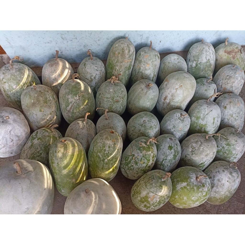 Buah Kundur Bligo Tua 1-3 kg / blonceng Beligo Labu putih untuk manisan Obat herbal