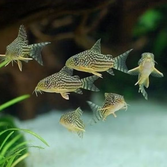 corydoras sterbay / cory sterbai / ikan pembersih lumut