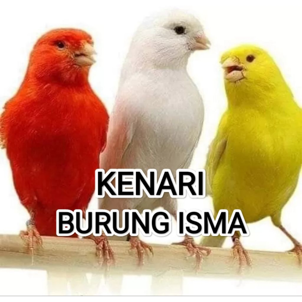 BURUNG KENARI LOKAL