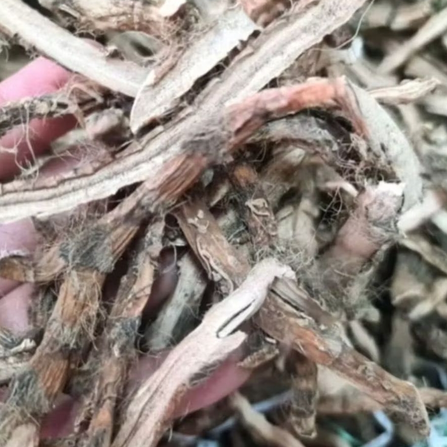 Delingu - Dlingu - Rimpang Delingu Kering - Dlingo - Delingo