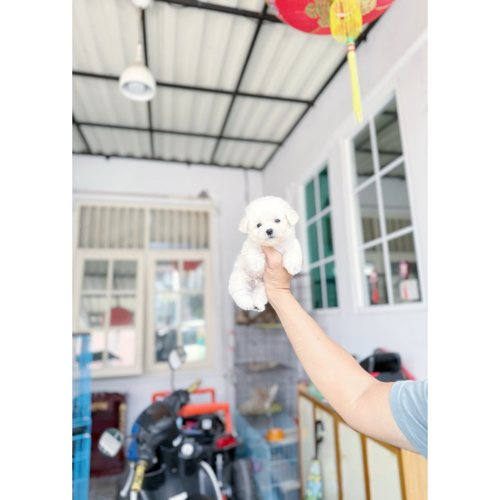 korean mini bichon male bloodline import korea super cute face puppy puppies pupy bichon korea