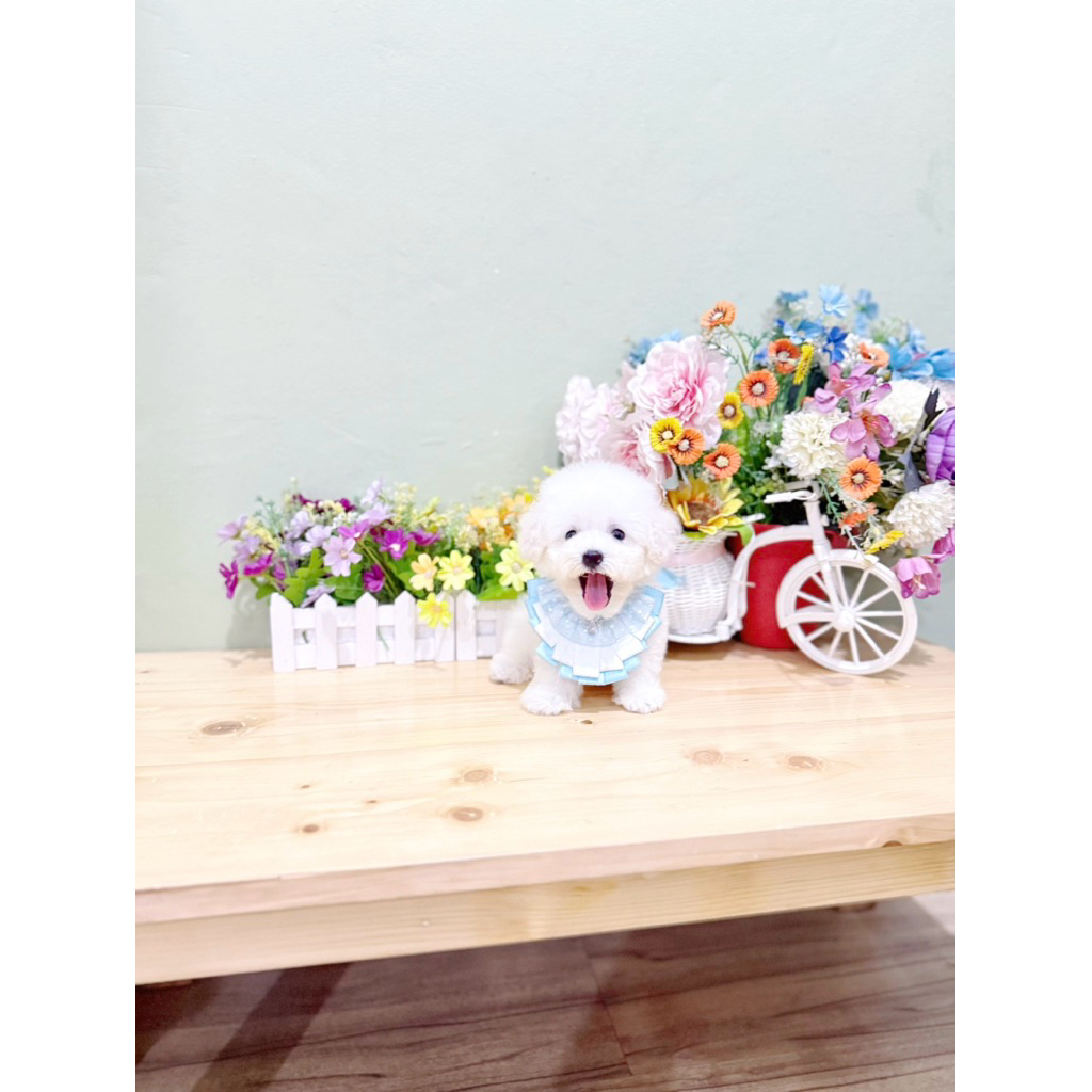 korean mini bichon male super cute face kaki cebol muka imut bloodline import korea