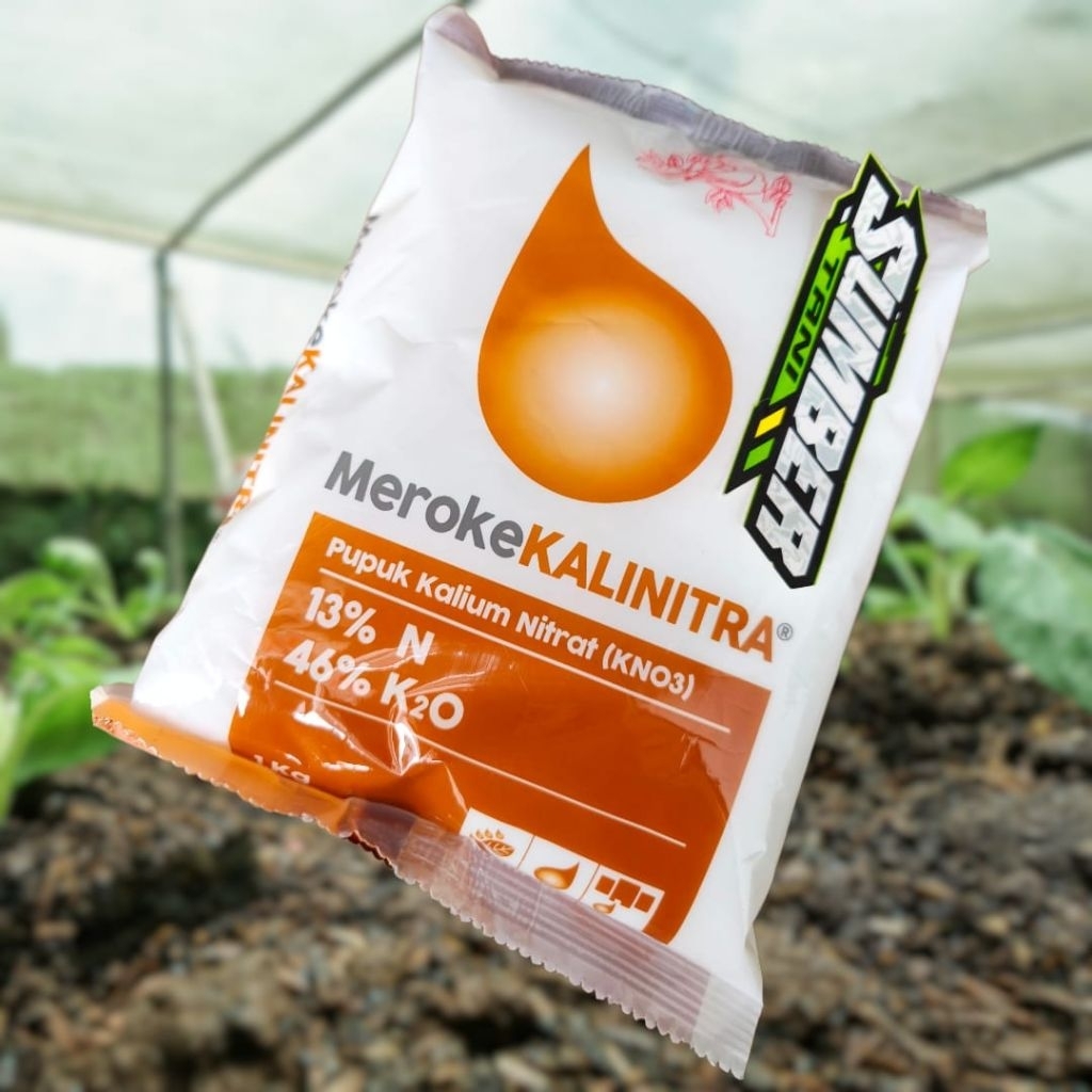 Pupuk Buah KNO3 Putih KALINITRA Meroke 1kg Cendawa Sendawa