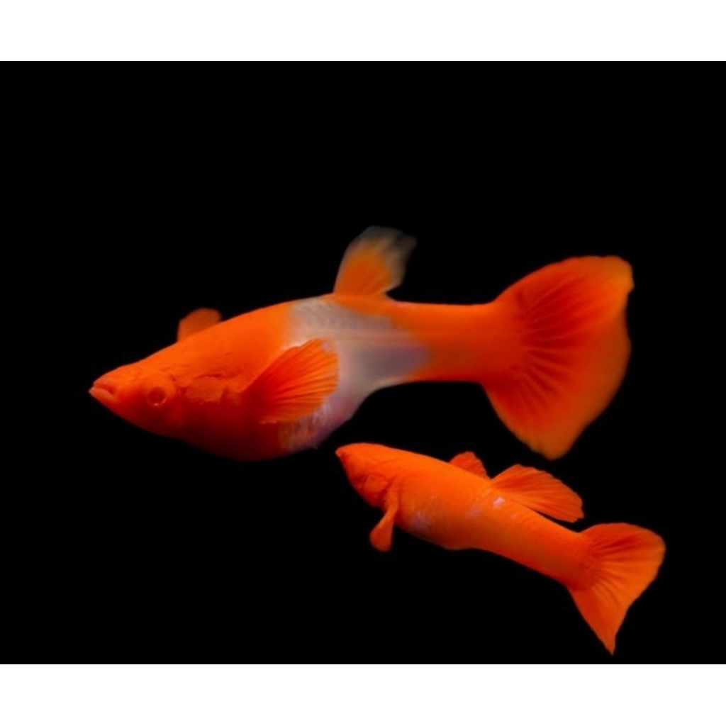 Guppy albino koi red ear sepasang
