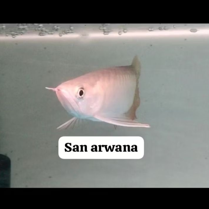 arowana sumo golden Hb ITL spesial grade A