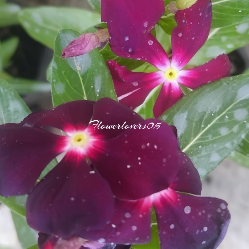 vinca juntai berbunga import paket 5 warna tanaman hias tapak dara juntai kondisi sudah berbunga