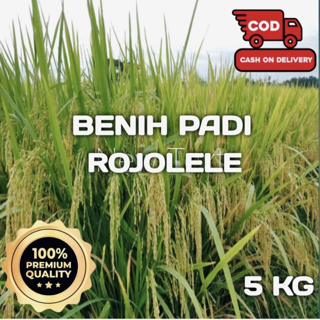 Benih padi kualitas unggul ROJOLELE kemasan 5kg