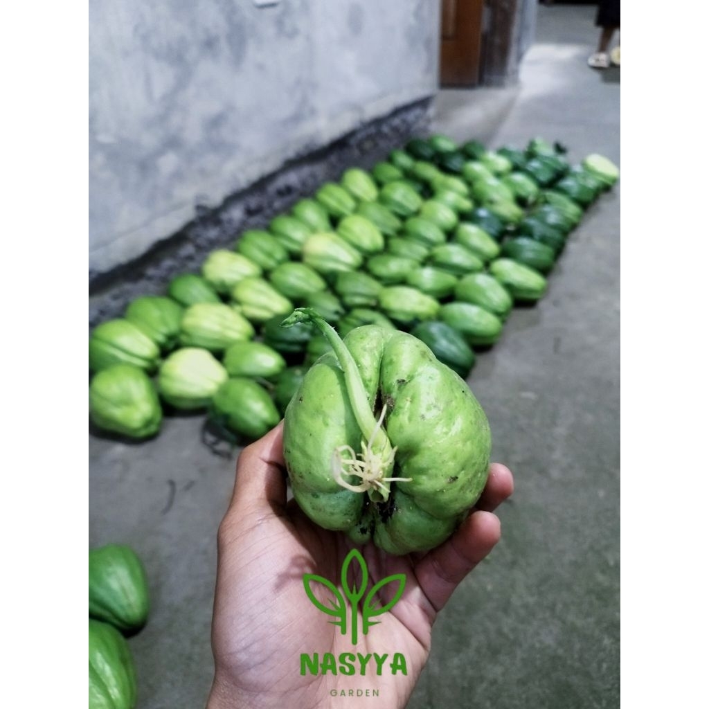 NASYYA_GARDEN-Bibit Labu Siam /Jipang BABY Berkualitas  Siap Tanam