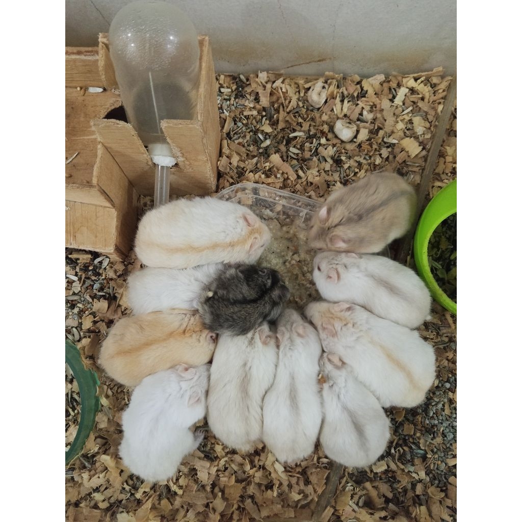 indukan hamster winter white