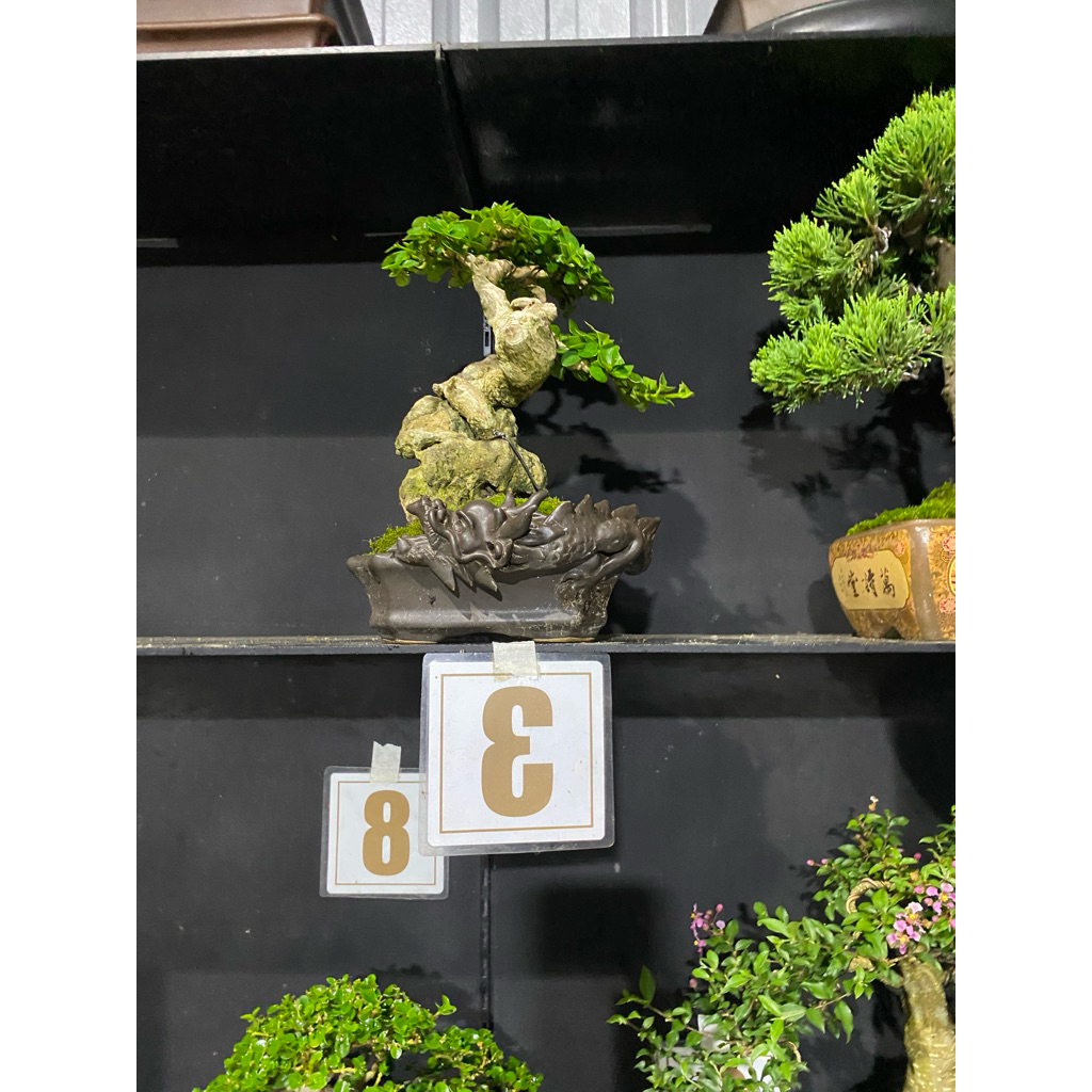 bonsai Sancang on the rock