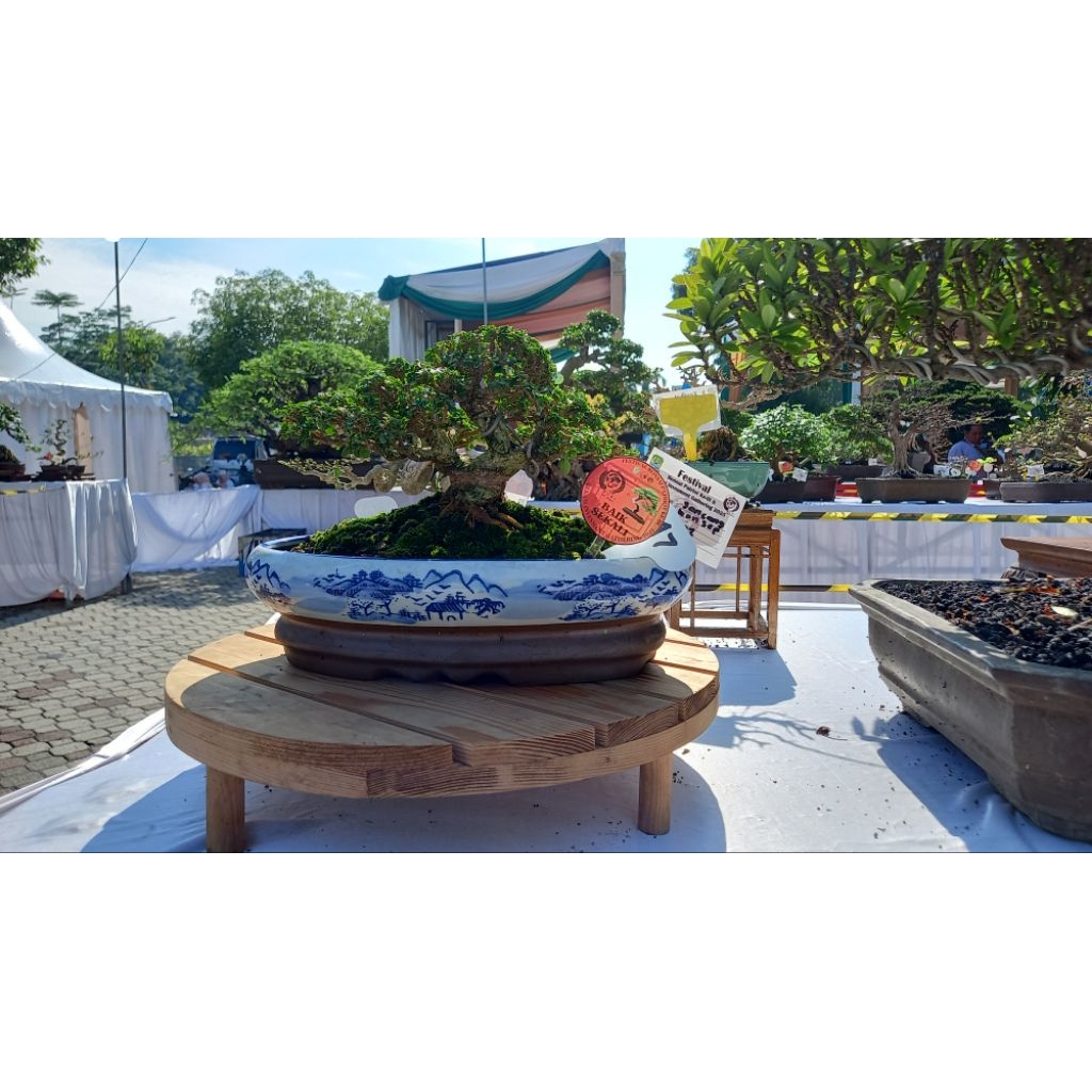 bonsai sancang small/mame kontes