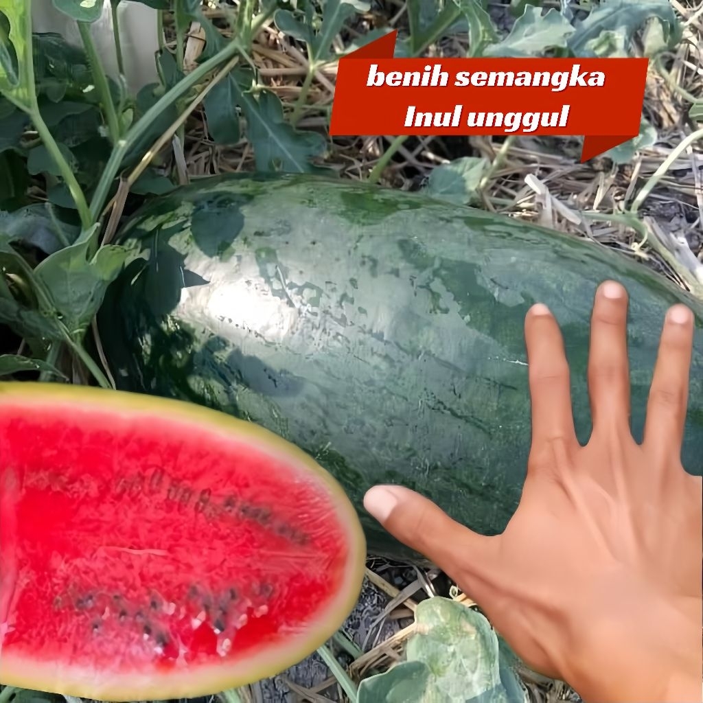 3 Biji Bibit Semangka Inul Benih Semangka Unggul Bisa COD