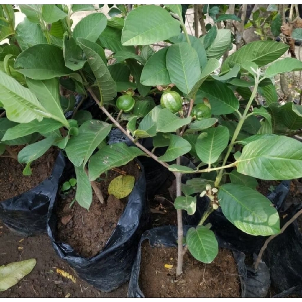 bibit pohon buah jambu kristal siap buah cangkokan