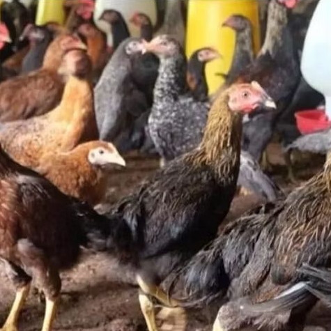 Ayam Kampung Hidup Potong Hidup