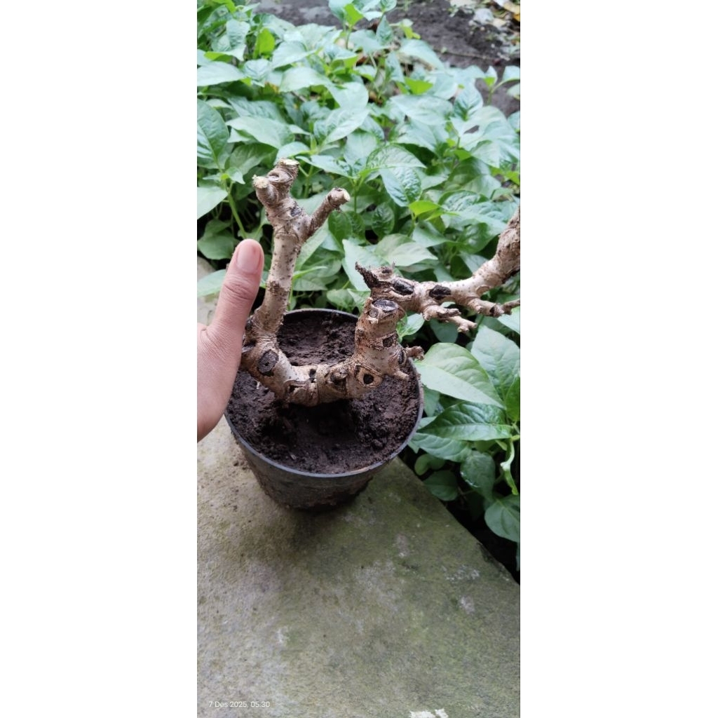BONGGOL MURBEI BAHAN BONSAI MURBEI / BIBIT MURBEI