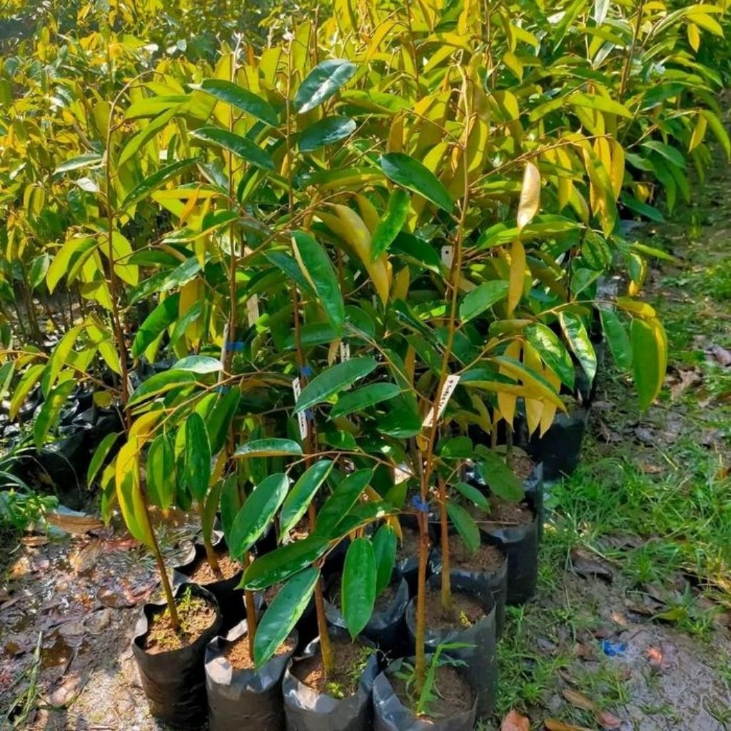 Bibit Durian Segala Jenis Full Media PACKING KAYU