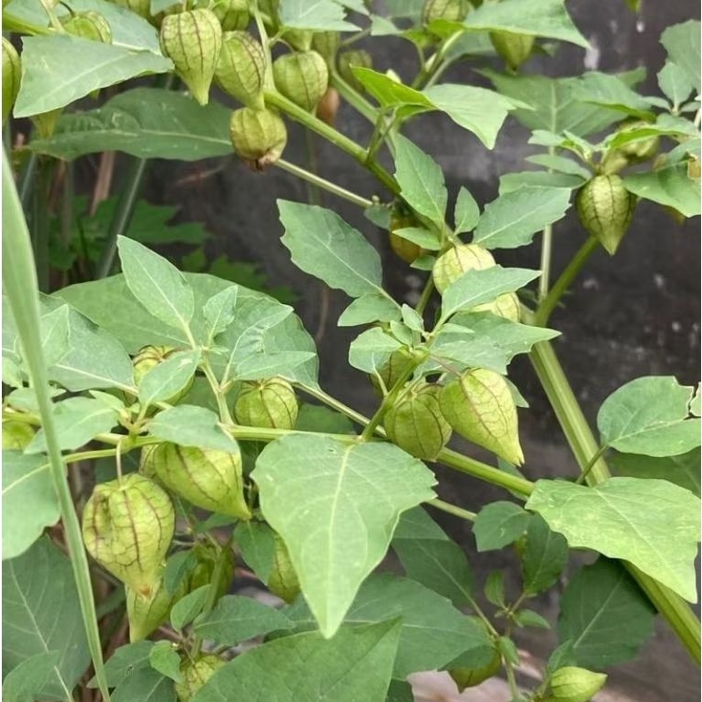 jual tanaman (buah, Daun, pohon) ceplukan atau cecendet 1 kg