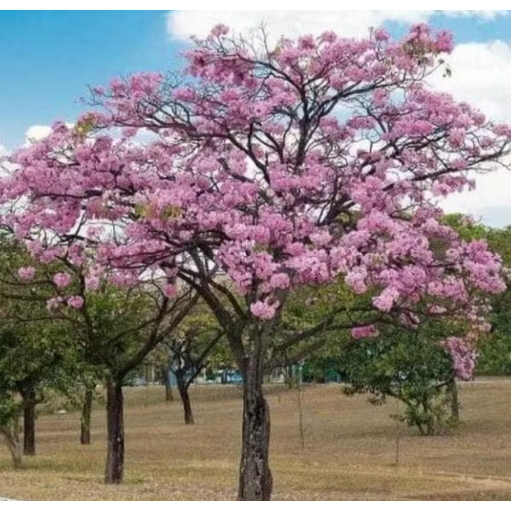 bibit Tabebuya pink 1meter up