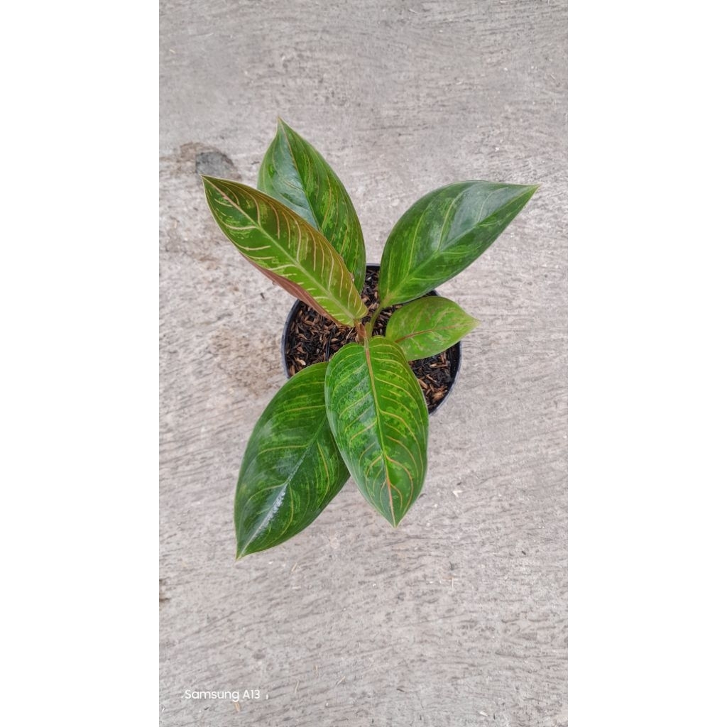 Aglonema Kresna Black (Remaja Daun 6) (1)