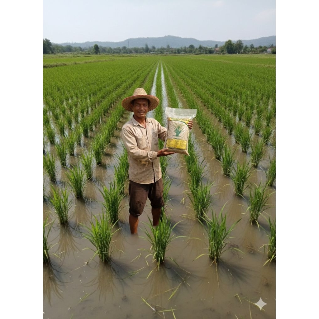 benih padi unggulan berkualitas super Denok Taiwan