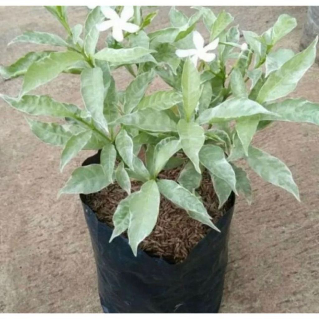 Tanaman Hias Melati Rombusa Tanaman Hias Melati Rombusa Putih Sarbena Putih Rimbun Termurah