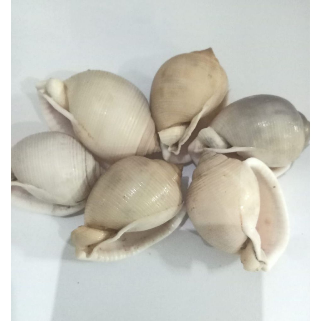 cangkang keong siput laut