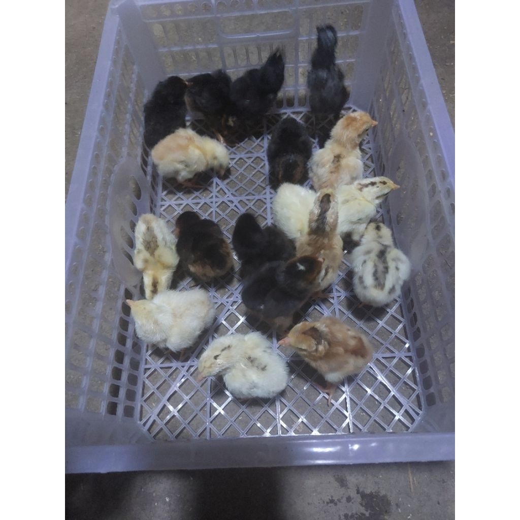 DOC ayam KUB 2 / Anak Ayam KUB2