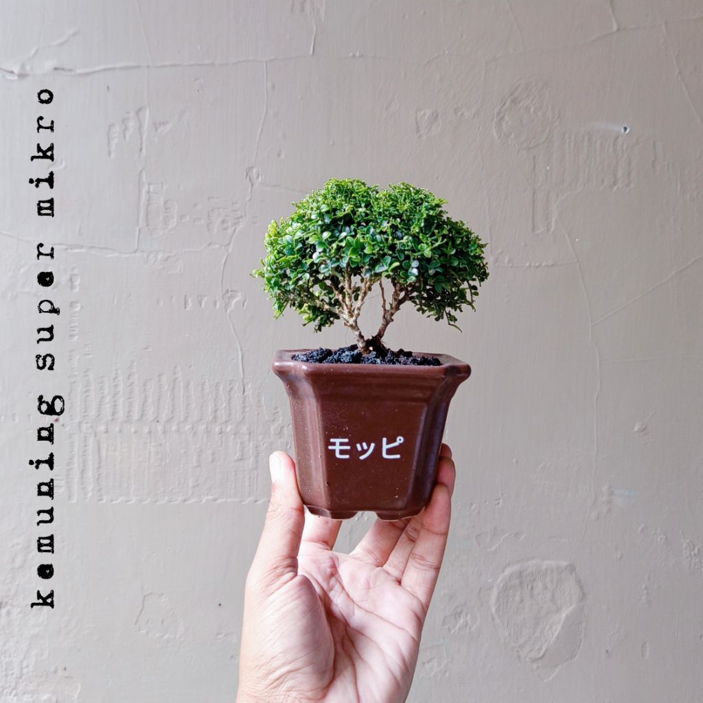 BONSAI KEMUNING SUPER MIKRO DIKIRIM SESUAI FOTO