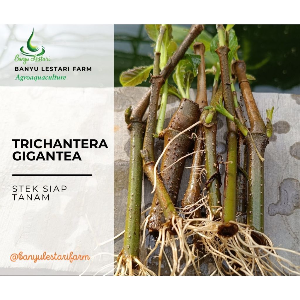 Stek Siap Tanam Trichantera Gigantea