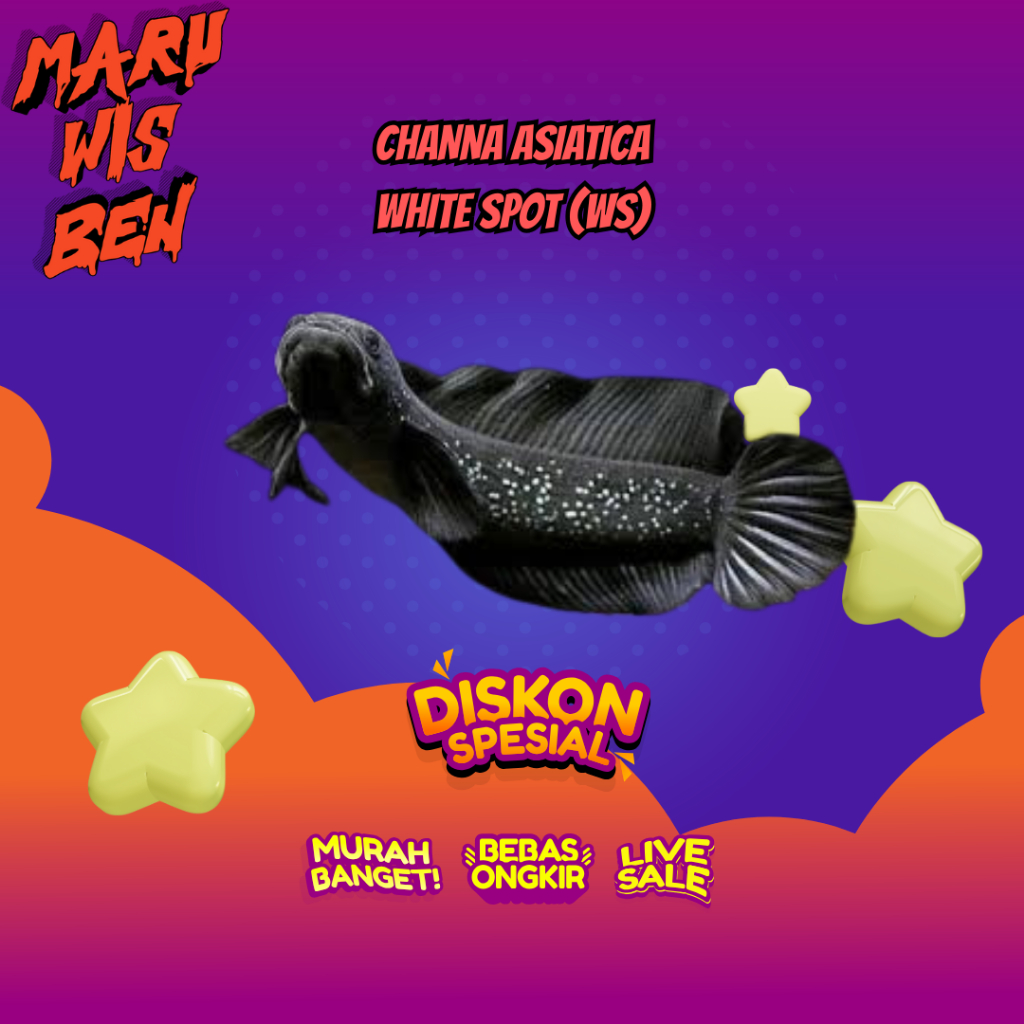(CHANNA) ASIATICA WHITE SPOT 6-10cm  - Pure Super Bahan Gondrong | SINGLE TANK - BEST SORTIRAN | Sna