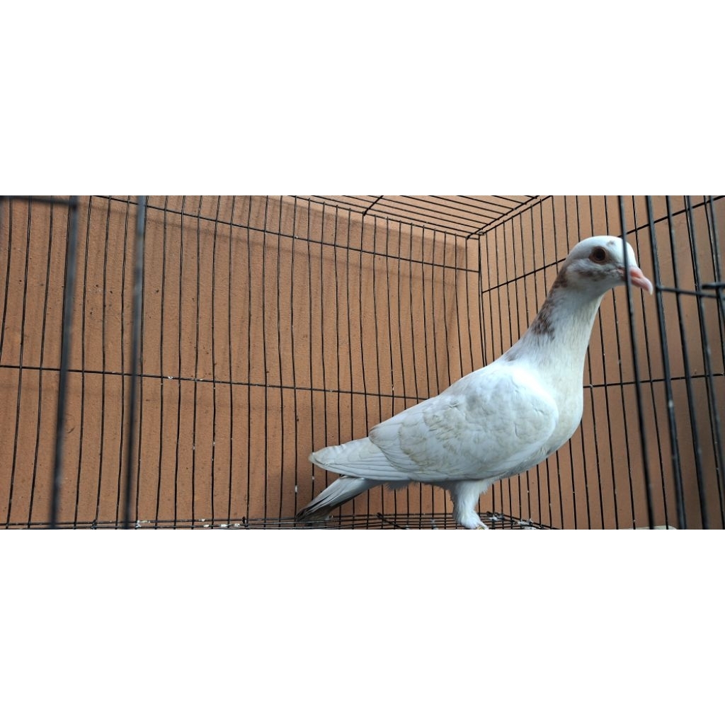 merpati anakan blorok coklat