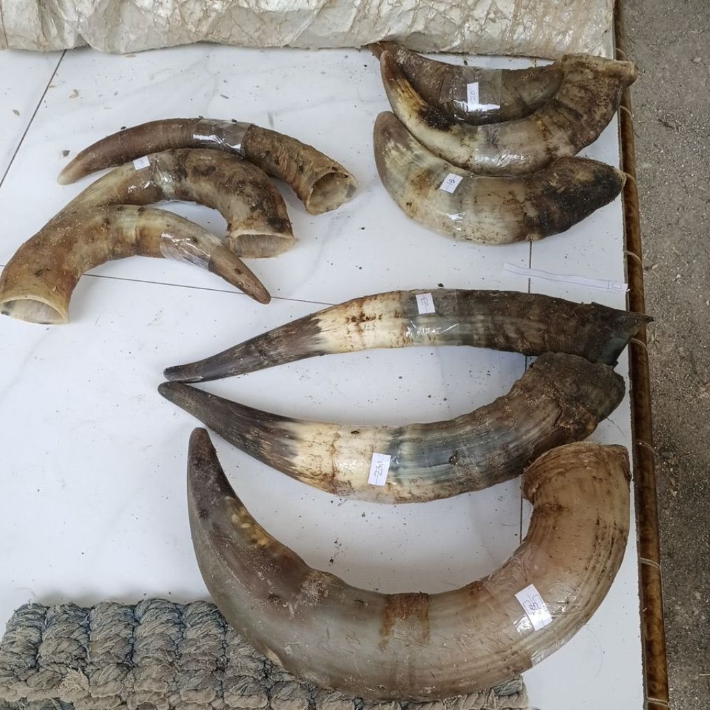 tanduk sapi padat