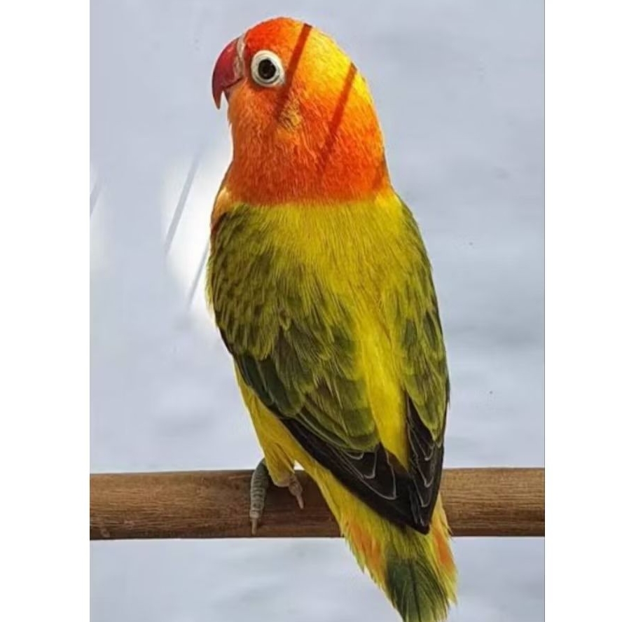 LOVEBIRD BIOLA EUWING GOLD