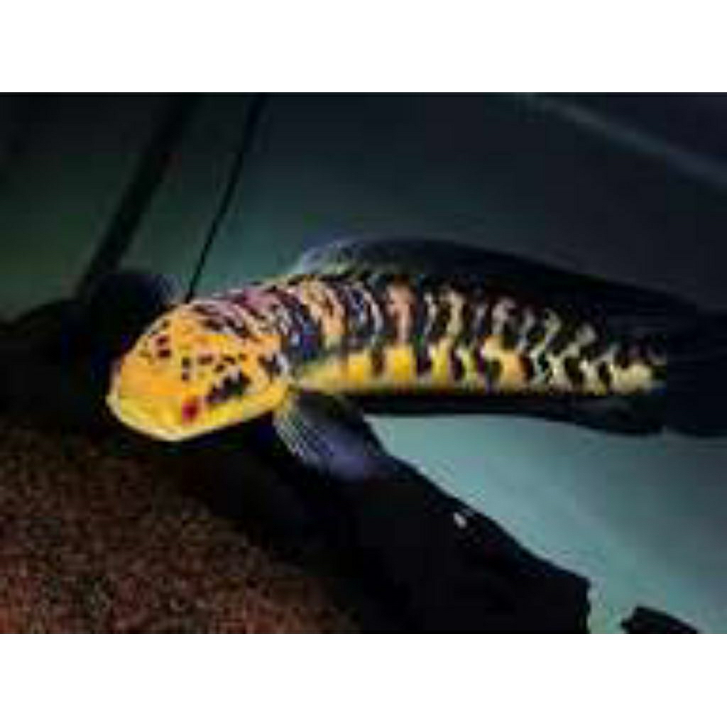 Hiasan aquarium Channa Yellow sentarum size 20cm