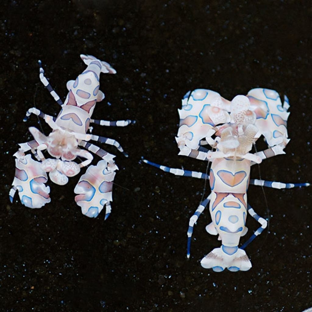 Ikan Hias Air Laut Udang Pengantin (Harlequin Shrimp)