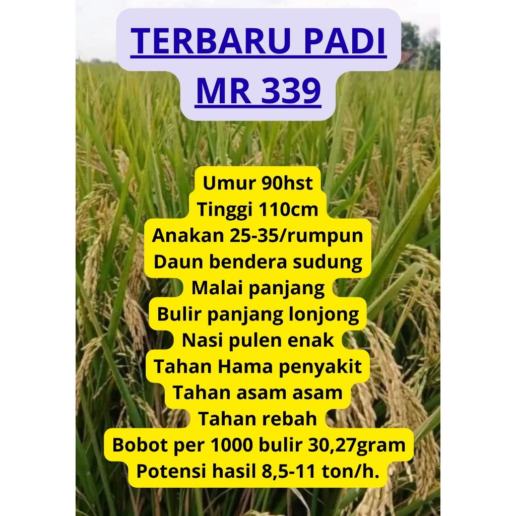 Bibit Benih Padi Mr 339 Original Kemasan 5 Kg