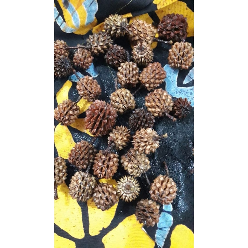 Biji Cemara Laut