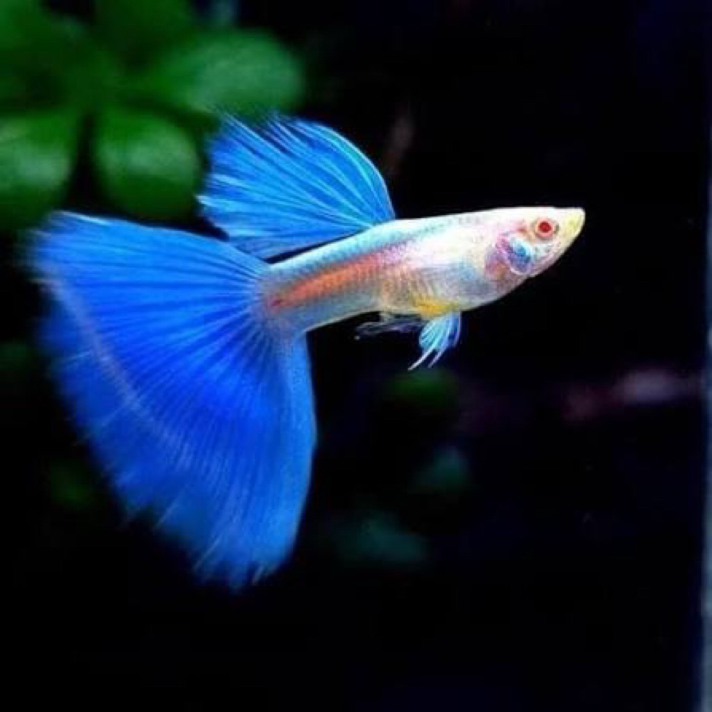 sepasang indukan guppy blue sky
